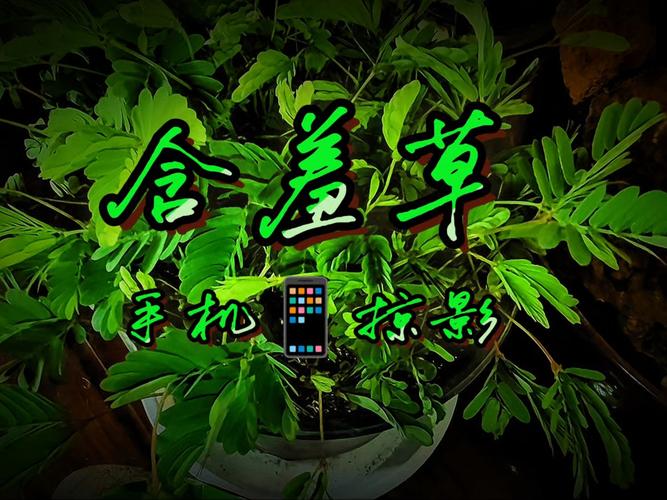 古代宫廷毛片的相关介绍